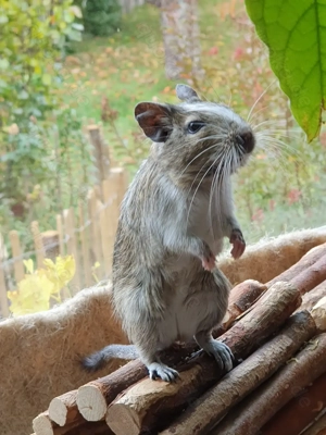 Ein Zuhause für den Degu Luis