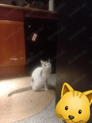 2 liebe Katzen,Mutter und Kind plus sehr viel Zubehör, inklusive Futter 