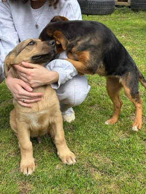 Die zauberhafte Lilo möchte gerne bei einer lieben Familie ankommen  Bild 8