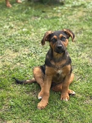 Die zauberhafte Lilo möchte gerne bei einer lieben Familie ankommen  Bild 7