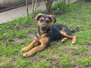 Die zauberhafte Lilo möchte gerne bei einer lieben Familie ankommen  Bild 6