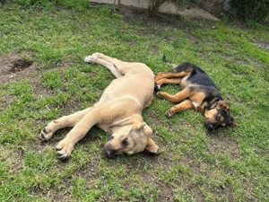 Die zauberhafte Lilo möchte gerne bei einer lieben Familie ankommen  Bild 10