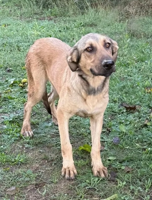 Knuddelbär Stitch sucht liebe Menschen die ihm ein Zuhause schenken möchten