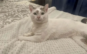 Verspielter Jabari wartet auf seine zweite Chance