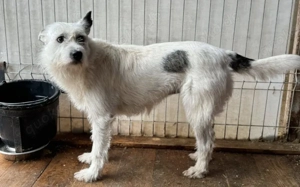 Zarte Seele Pauline sucht Sicherheit und Liebe