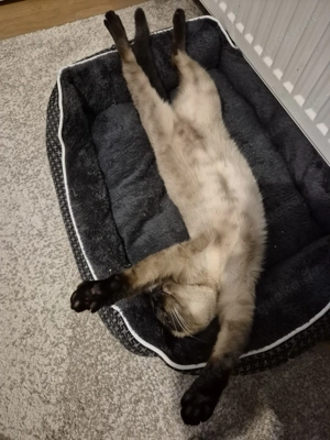 Bezaubernde Siam Katze sucht ein neues zuhause