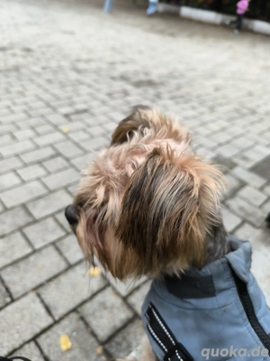 Yorkshire Männchen abzugeben 