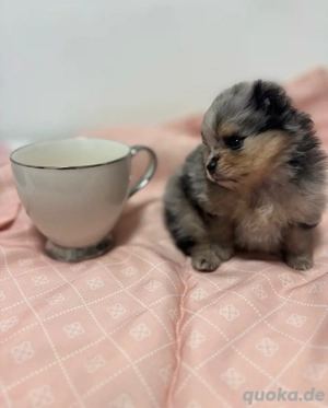 pomeranian zwergspitz Mini Boo merle Hündin