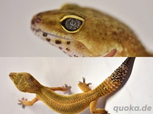 Leopardgecko Blood Mandarin Black Night (F1)