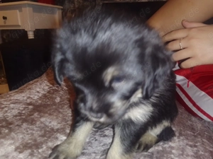 Jorki   Havaneser Mix Welpen