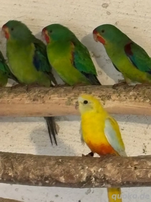 Schwalbensittiche und Schönsittiche