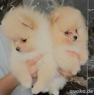 Zwergspitz Pomeranian Welpen reinrassig 