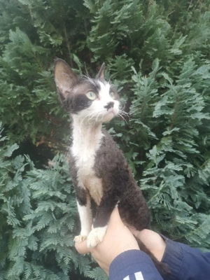 Devon Rex Katze