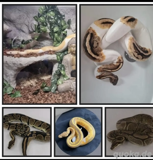    Königspython-Gruppe abzugeben   mehrere seltene Morphs (Bestandsauflösung)