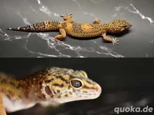 Leopardgecko Emerine Blood Black Night 