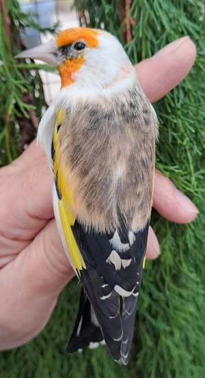 Stieglitz Major Weißköpfe aus Außenvoliere von 2025 zu verkaufen.