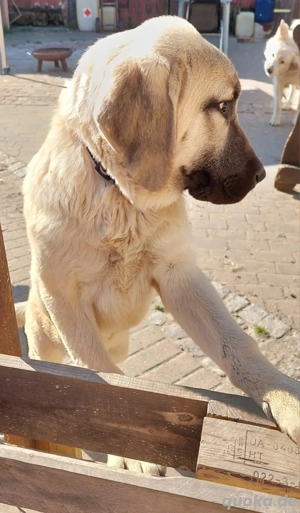 Kangal Mix Welpe 
