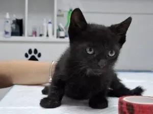 Dringend Pflegestellen für unsere Katzenkinder gesucht 