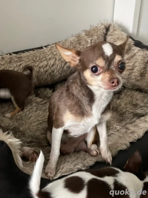 chihuahua deckrüde steht bereit 