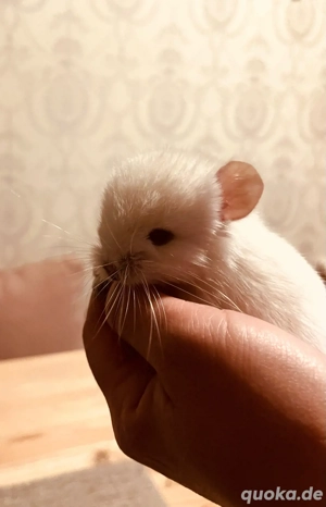Chinchilla