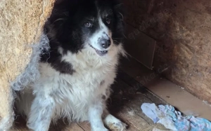 Sanfte Berlinda sucht ihr Glück