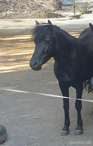 Sportliche Dartmoorhill Stute