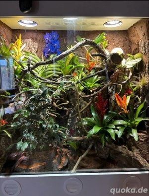 Terrarium (1,20m x 0.60m x 2,00m (1,20m)