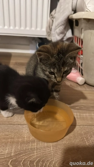 Kitten sind für den Auszug bereit