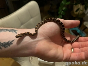 Kornnatter Nachzucht Oktober 2025