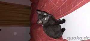 BKH Mix sucht ein neues zuhause