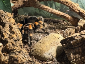 Brachypelma harmori suchen ein neues zu Hause  Bild 3