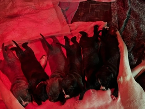 Cane corso x dogo Argentino welpen