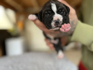 Game corso   dogo Argentino welpen