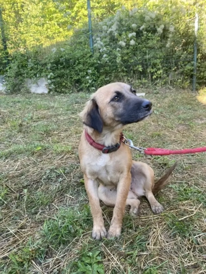 Ganz tolle soziale liebe ca 1,5 J. Hündin