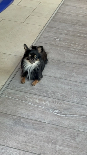 Mini Chihuahua Deckrüde