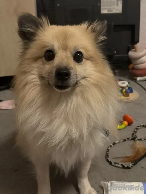    Energiegeladener Spitz sucht erfahrenes Zuhause!