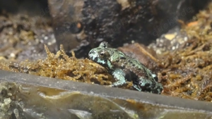 Bombina orientalis, Chinesische Rotbauchunke, Jungtiere abzugeben