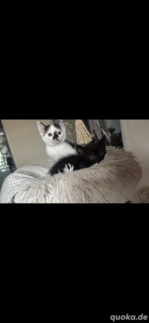 baby katze sucht ein zuhause 