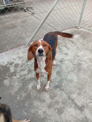 Lara (Posavac - Jagdhund) im Tierheim in Bosnien, sucht ein Zuhause Bild 3