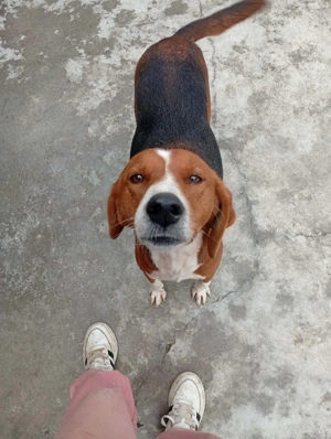 Lara (Posavac - Jagdhund) im Tierheim in Bosnien, sucht ein Zuhause Bild 5