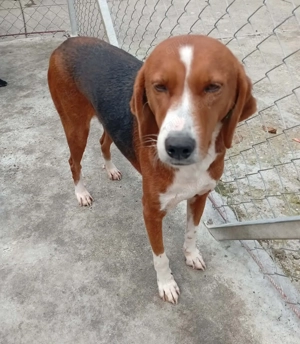 Lara (Posavac - Jagdhund) im Tierheim in Bosnien, sucht ein Zuhause