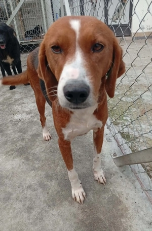 Lara (Posavac - Jagdhund) im Tierheim in Bosnien, sucht ein Zuhause Bild 7