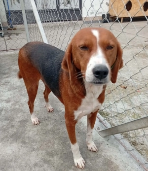 Lara (Posavac - Jagdhund) im Tierheim in Bosnien, sucht ein Zuhause Bild 4