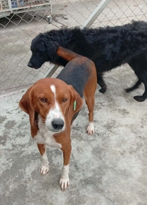 Lara (Posavac - Jagdhund) im Tierheim in Bosnien, sucht ein Zuhause Bild 6