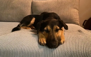 Calle wartet auf seine Menschen