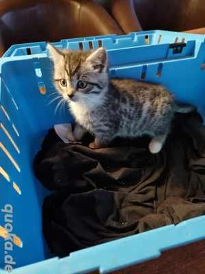 Katzen Baby 1 Stück eigener wurf Europäische Kurz Haar Persa Mix Bild 3