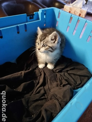 Katzen Baby 1 Stück eigener wurf Europäische Kurz Haar Persa Mix Bild 4
