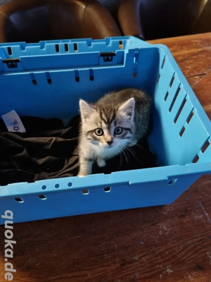 Katzen Baby 1 Stück eigener wurf Europäische Kurz Haar Persa Mix Bild 5