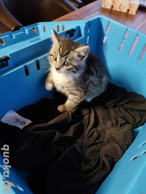 Katzen Baby 1 Stück eigener wurf Europäische Kurz Haar Persa Mix Bild 2