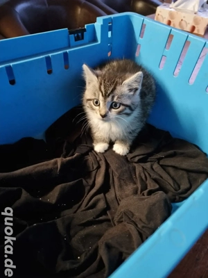 Katzen Baby 1 Stück eigener wurf Europäische Kurz Haar Persa Mix Bild 1